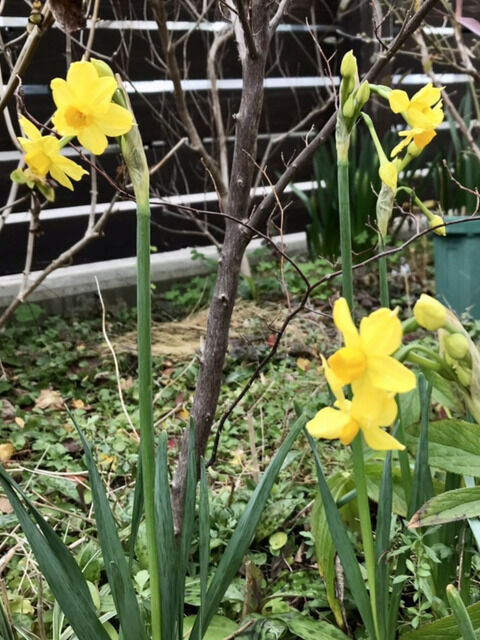黄色い水仙の花