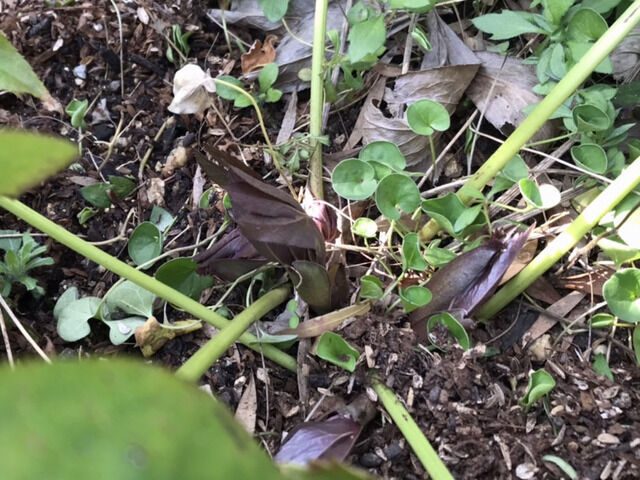 クリスマスローズの花茎