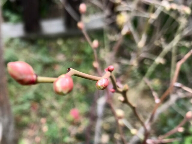 ブルーベリーのつぼみ