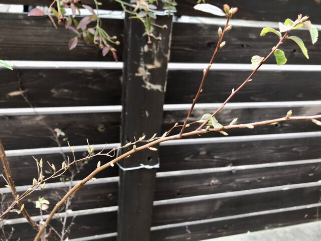 つぼみをつけたコデマリ