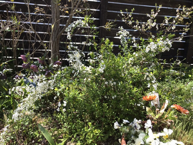 ユキヤナギの花