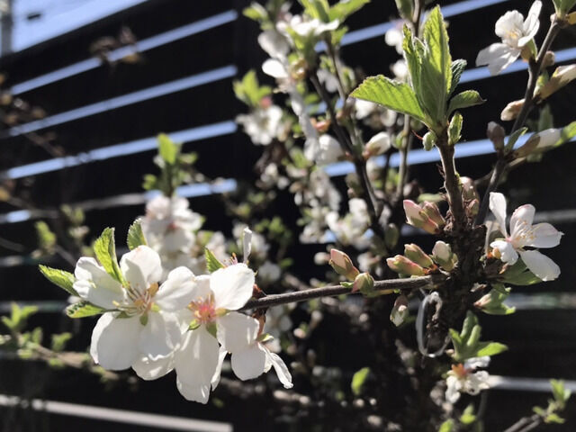 ユスラウメの花のアップ