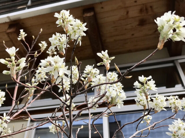 2024年4月のジューンベリーの開花の様子