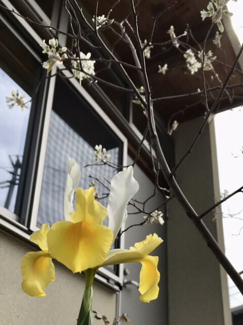 ジューンベリーとダッチアイリスの花
