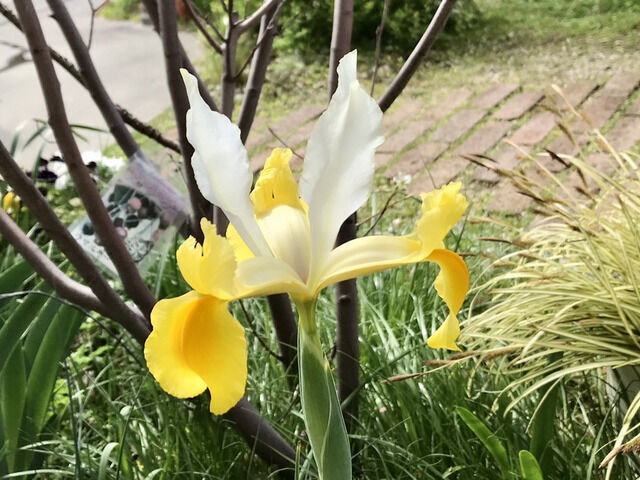 ダッチアイリスの花のアップ