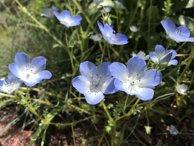 ブルーのネモフィラの花