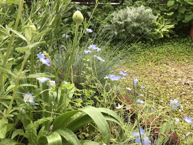 アリウムの花茎とネモフィラ