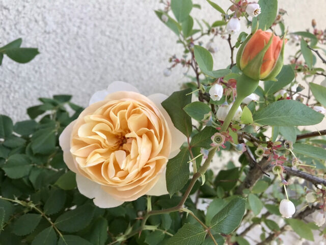 ロアルドダールの花