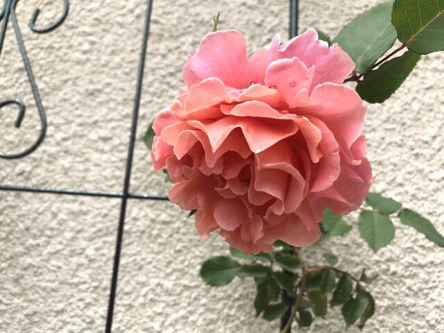 サンセットグロウの花