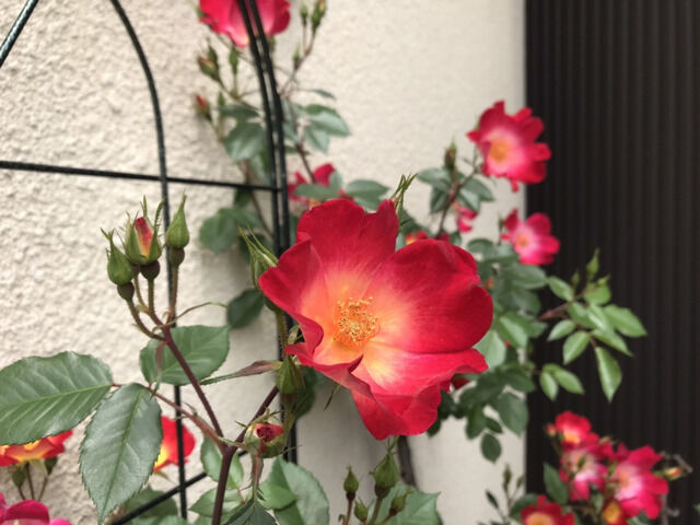 カクテルの花