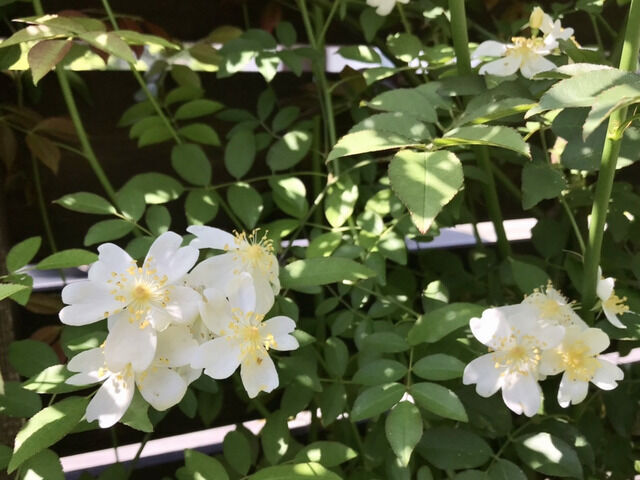 白いモッコウバラの花
