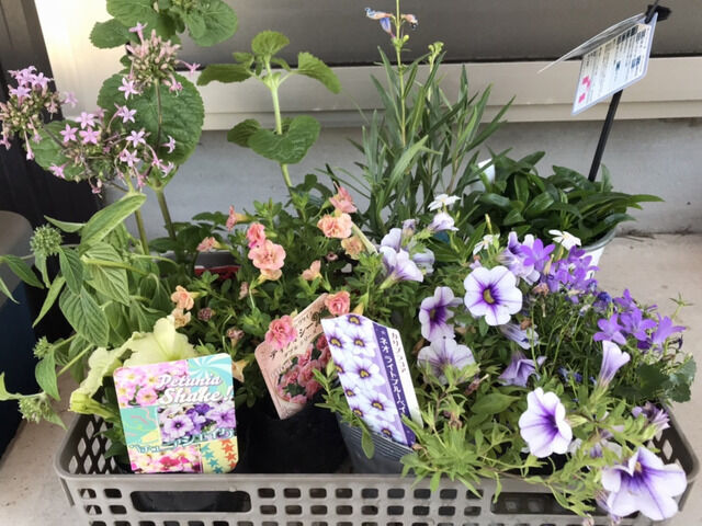 2024年5月15日に買った花の苗