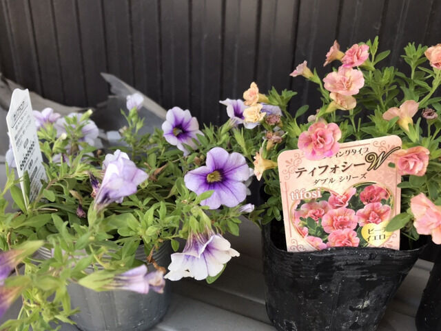 カリブラコアの花 薄紫とピンク系