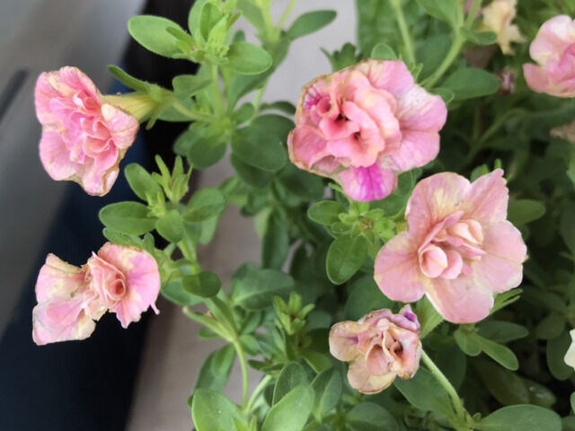 カリブラコア・ティフォシーダブルの花のアップ