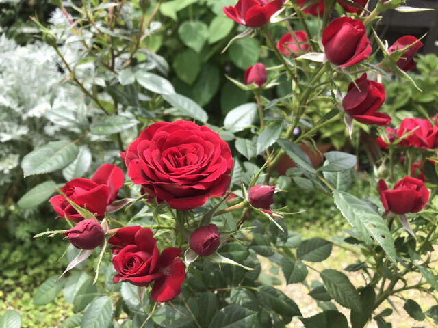 ラバグルートの花のアップ
