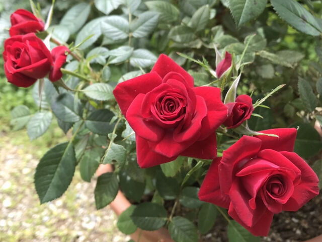ラバグルートの花のアップ