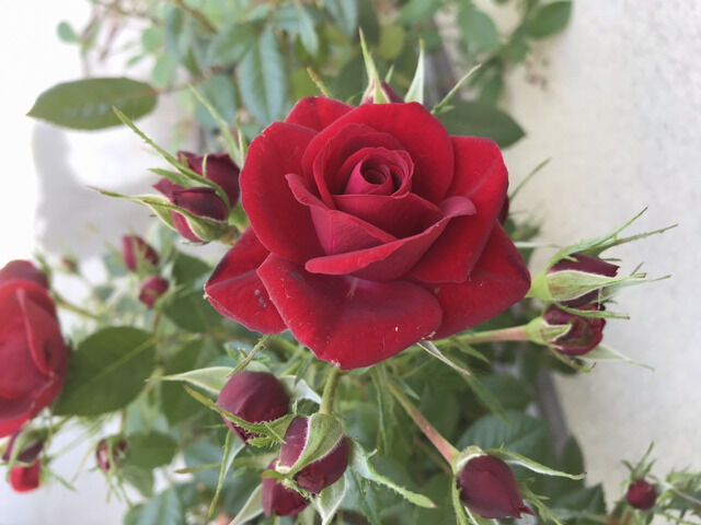 ラバグルートの花のアップ