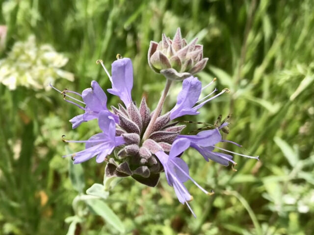 サルビア・クレベランディの花のアップ