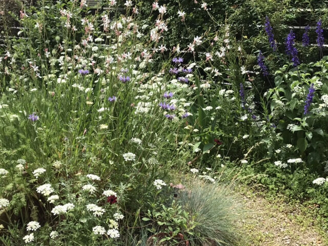 ガウラとサルビア・クレベランディとオルレアの花壇