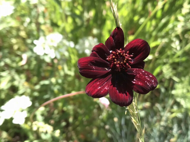 チョコレートコスモスの花のアップ