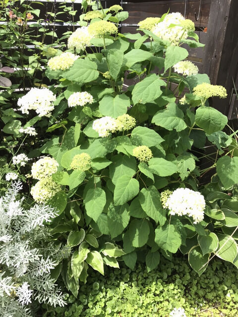 開花したアナベルの全体