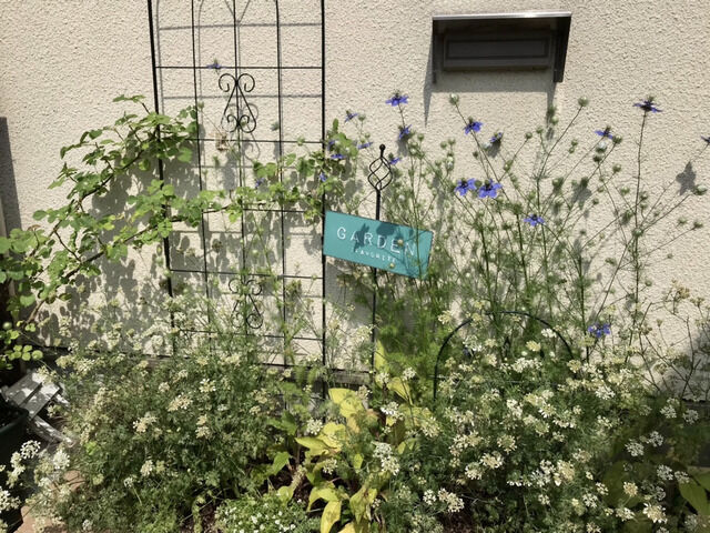 ニゲラ・ブルーイスタンブールの花