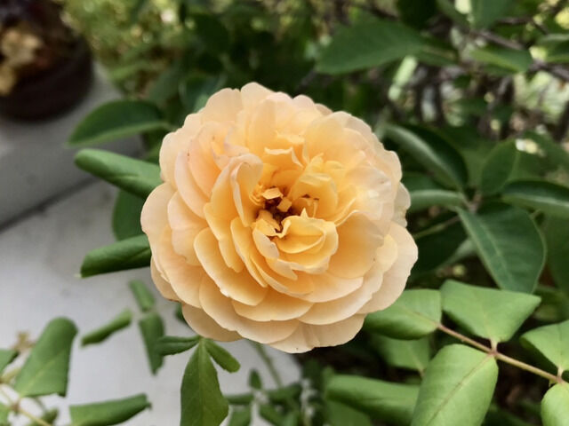 ロアルドダールの二番花