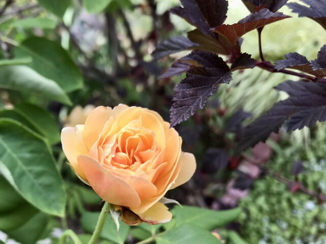 ロアルドダールの二番花
