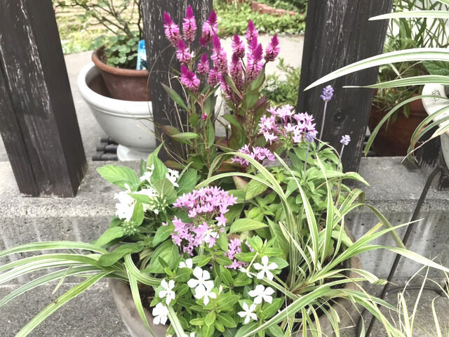 2024年の初夏の寄せ植え大