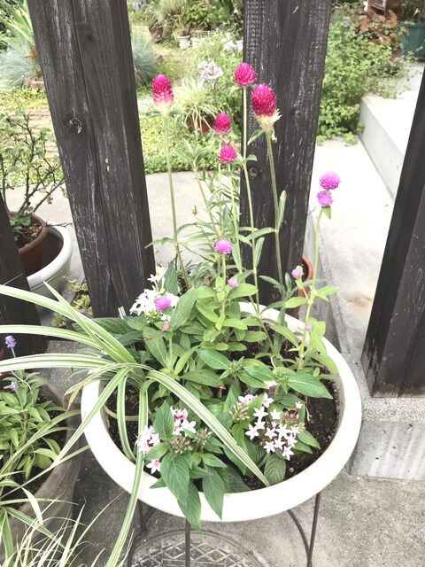 2024年の初夏の寄せ植え中