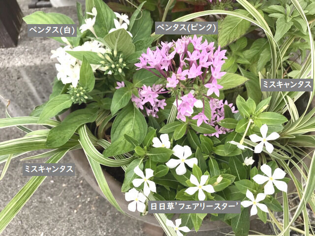 ペンタスとニチニチソウの寄せ植え