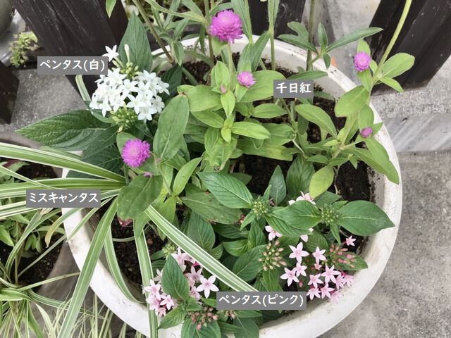 千日紅とペンタスの寄せ植え