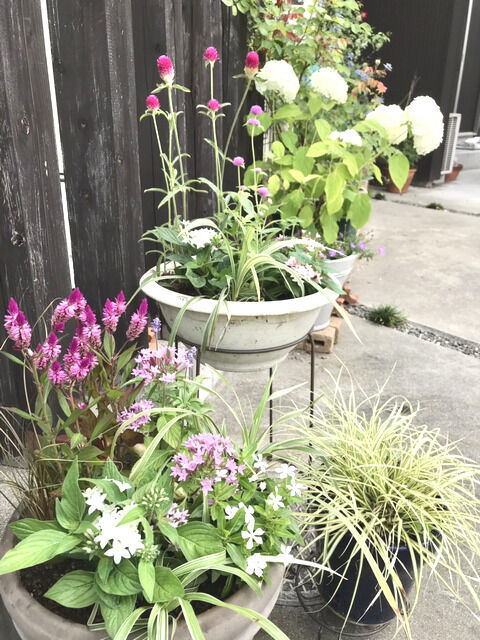 アプローチの寄せ植えの様子