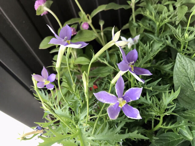 イソトマの花のアップ