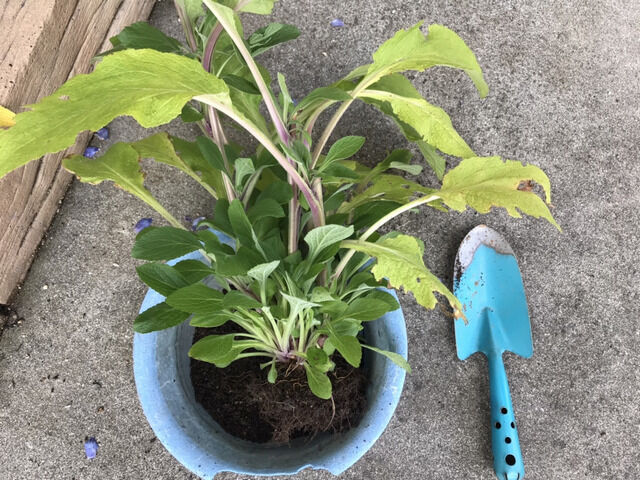 ジギタリスの挿し芽の作業
