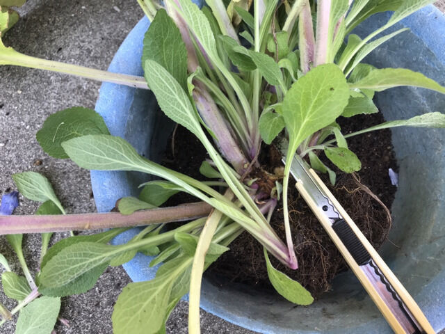 ジギタリスの挿し芽の作業