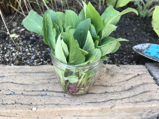 ジギタリスの挿し芽の作業