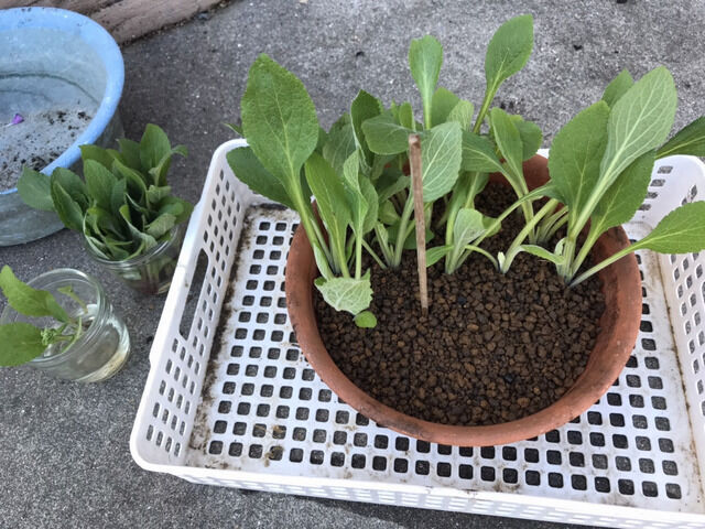 ジギタリスの挿し芽の作業