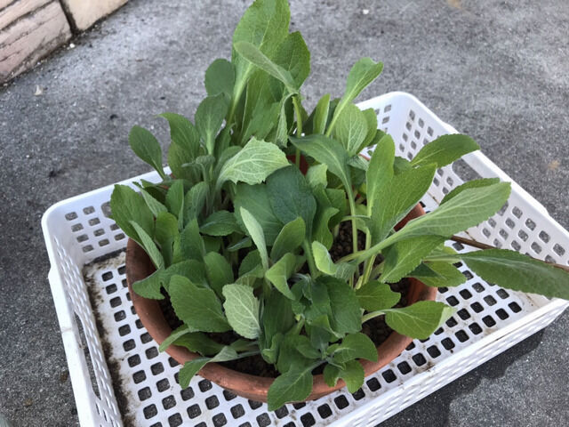 ジギタリスの挿し芽の作業