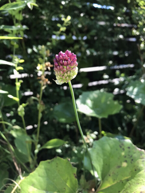 アリウム丹頂の花