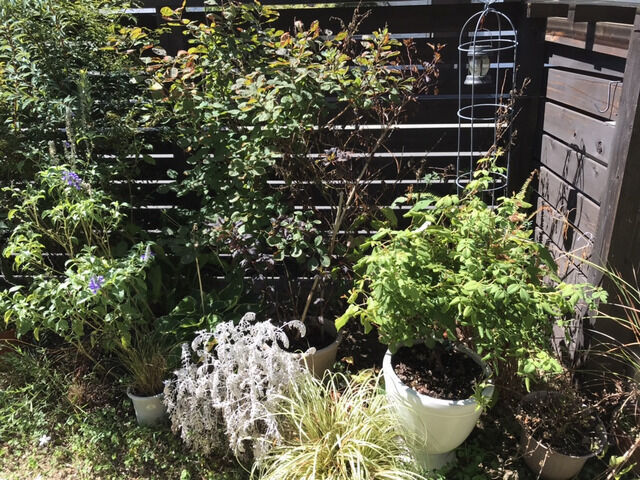 夏枯れした庭の様子