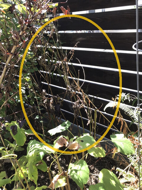 夏枯れしたスーパーサルビア・ロックンロール