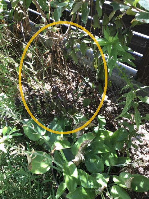 夏枯れしたユーパトリウム