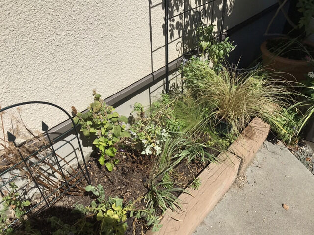 夏枯れした花壇