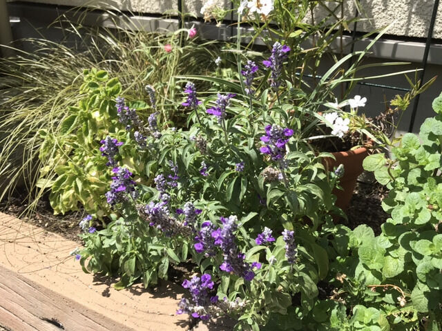 ブルーサルビアの花