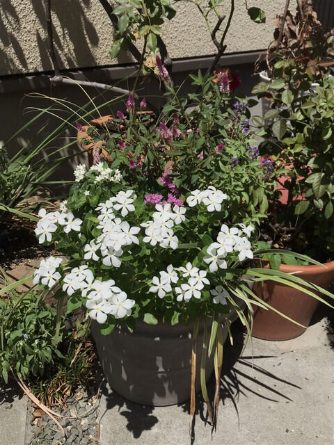 2ヶ月経過した夏の寄せ植え