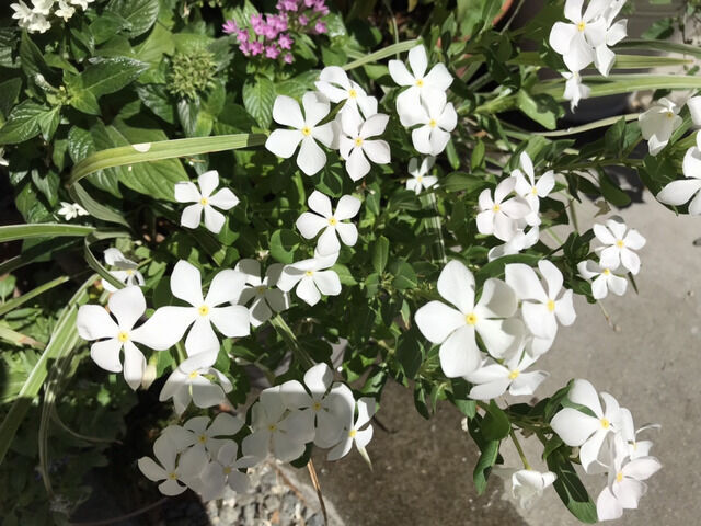 センニチコウ・フェアリースターの白い花