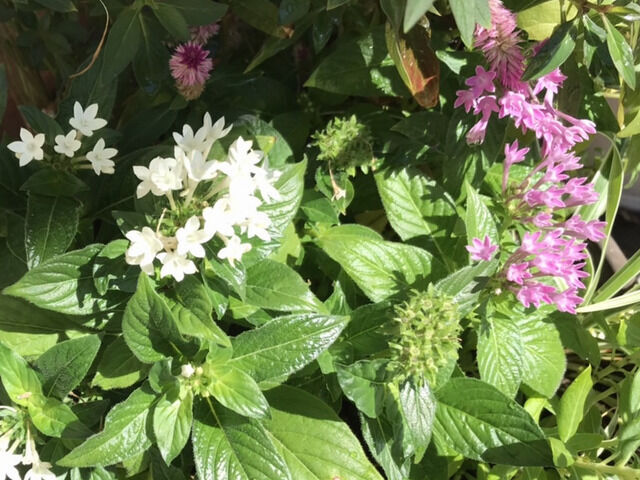 白とピンクのペンタス