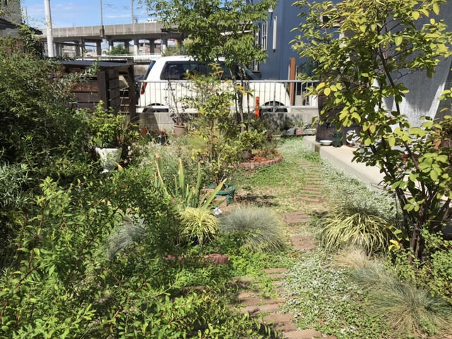 2024年9月上旬の庭の全景