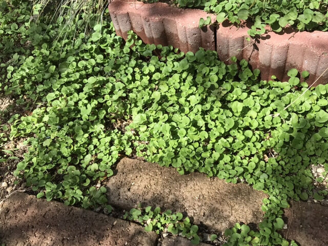 もりもり生えているダイカンドラ